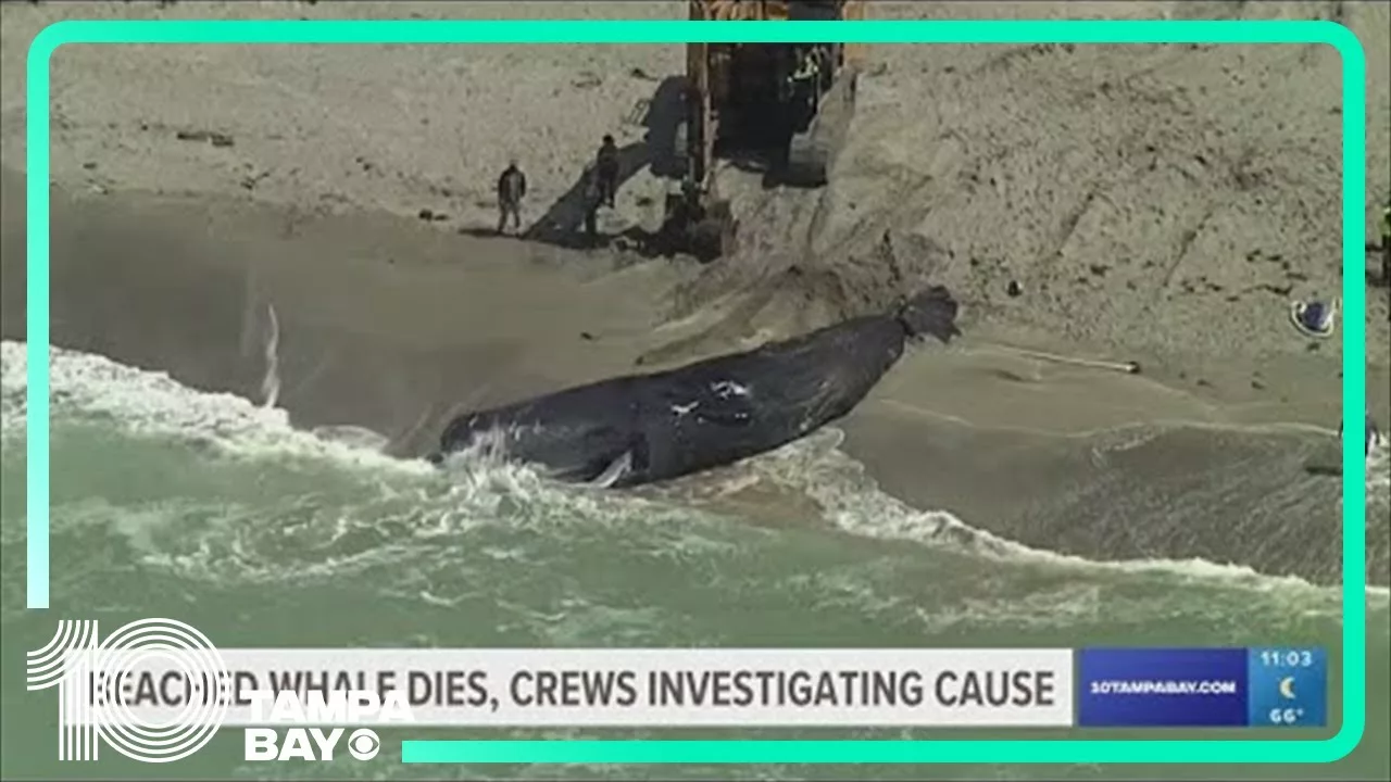 No Swim Advisory in Place After 43-Foot Whale Stranded on Venice Beach | 10 Tampa Bay
