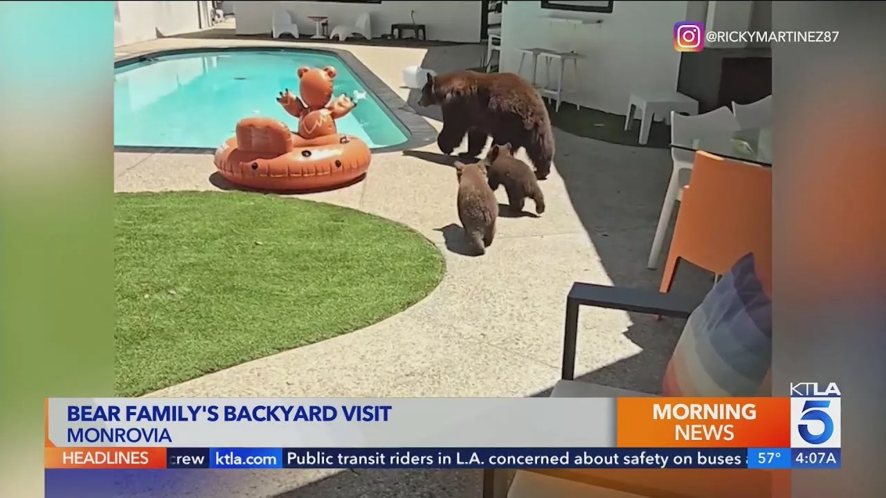 Bear Family Makes Backyard Visit to Monrovia Home: Video | KTLA 5