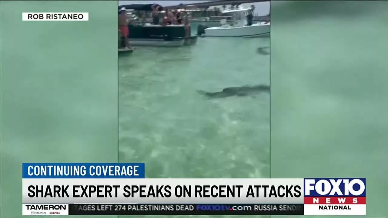 Local Marine Scientist Weighs In On Recent Florida Shark Attacks | FOX10 News