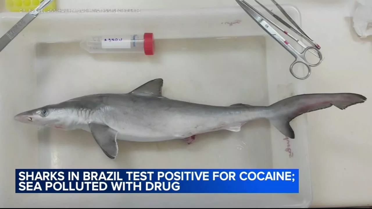 Sharks In Brazil Test Positive For Cocaine, Scientists Say | 6abc Philadelphia