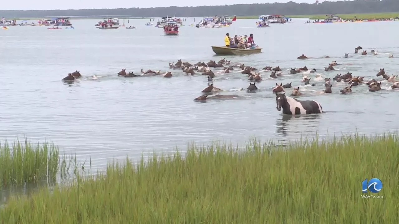 99th Annual Pony Swim On Chincoteague Draws Thousands | WAVY 10 TV