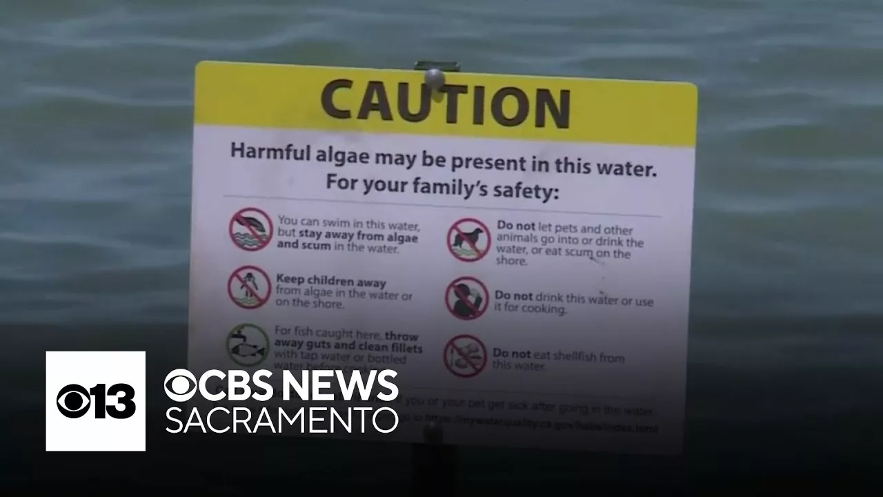 Dog Dies After Swimming In Lake Tahoe | CBS News Sacramento