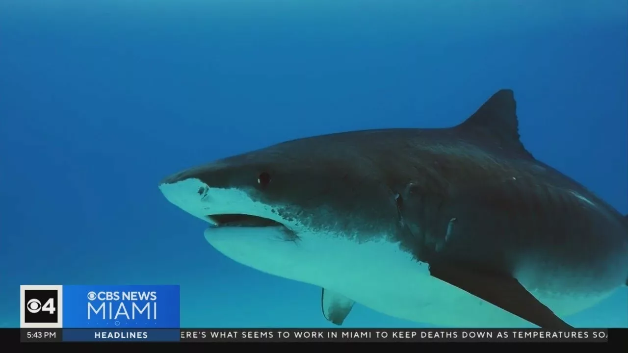 Swimming With Sharks? How You Need To Stay Safe At Florida Beaches | CBS Miami