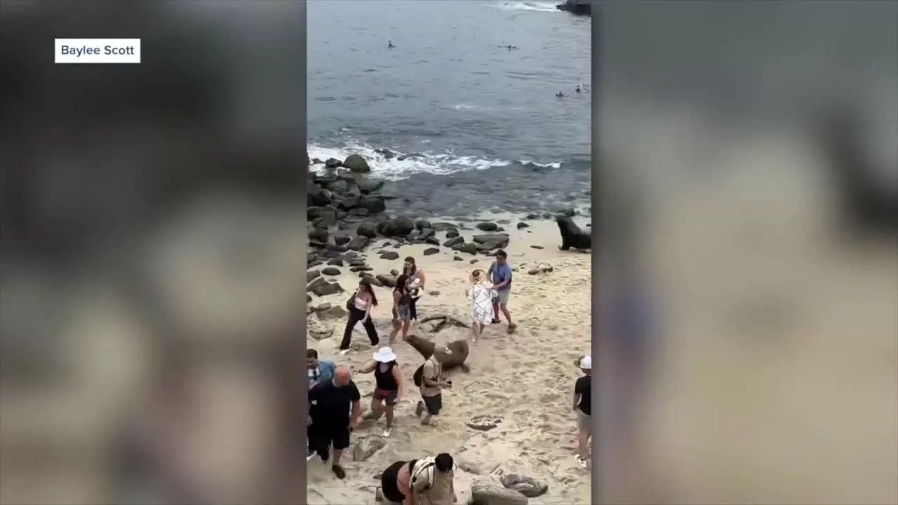 Sea Lion Attacks Swimmer at Mission Beach | ABC 10 News